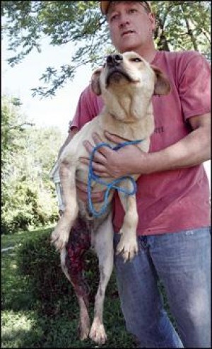 Stray Rescue of St. Louis  