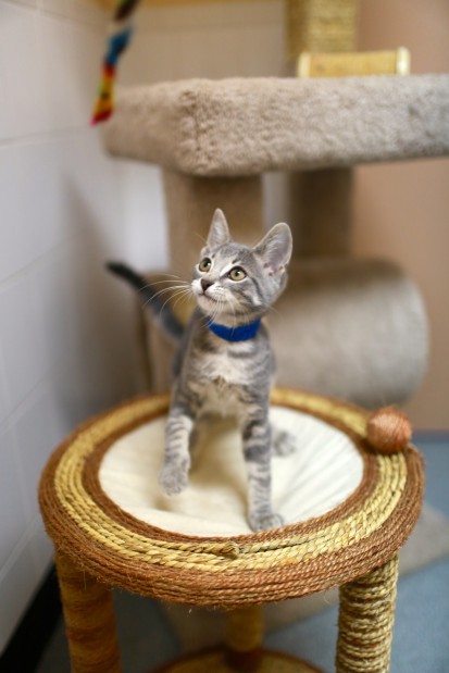 APA Kitten