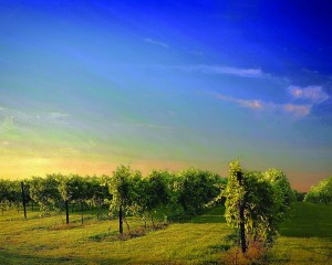 toc_vineyard.jpg