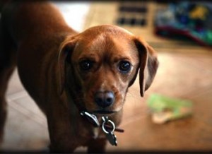 Inspirational Pet Tales  