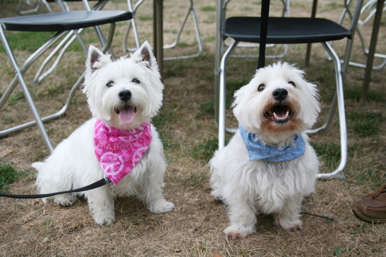 Yappy Hour!