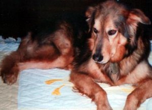Inspirational Pet Tales  