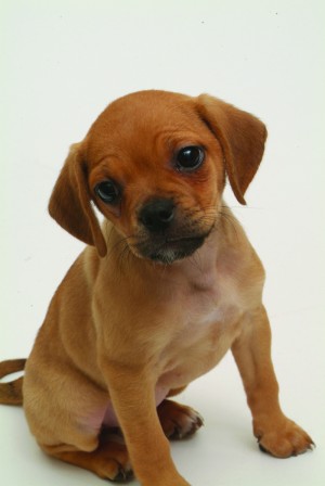 cujo_1202.jpg
