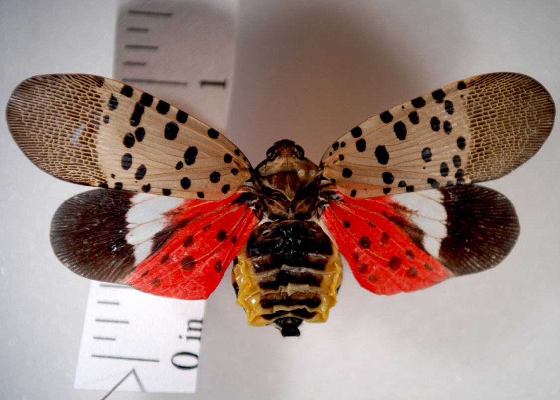 spotted lantern fly map