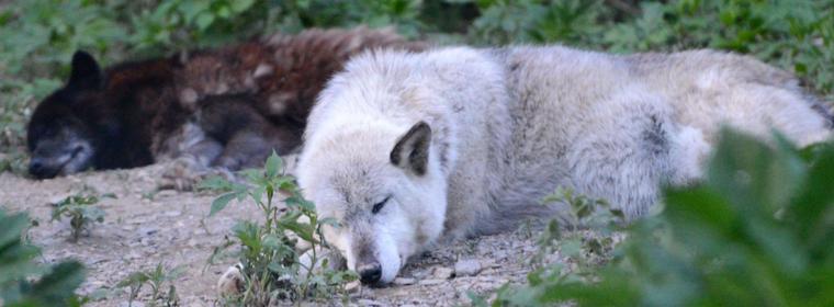 wolf sanctuary