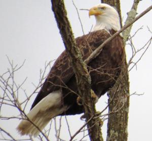 Exelon conowingo pool