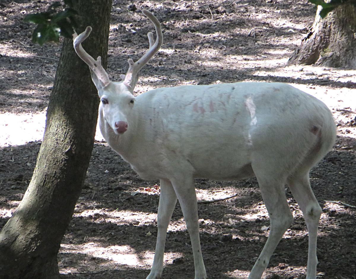 Should white deer be protected in the wild? Outdoors