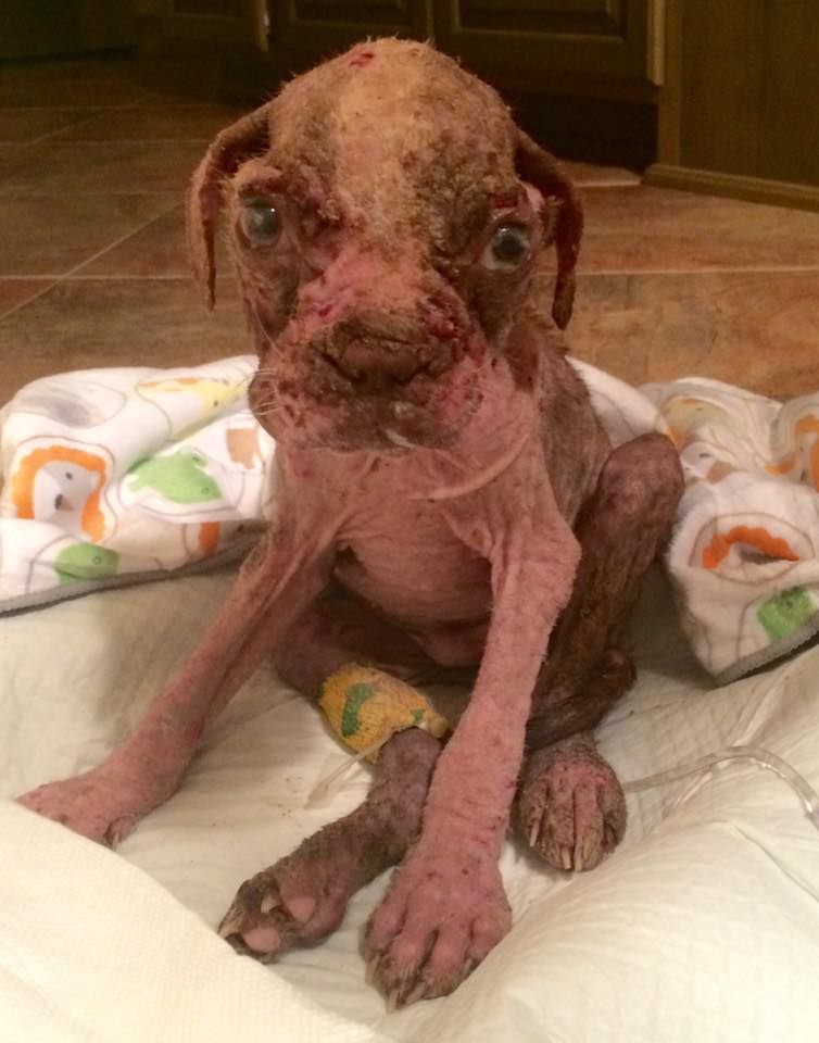 Libre improves as animal rescue groups clash over puppy�s