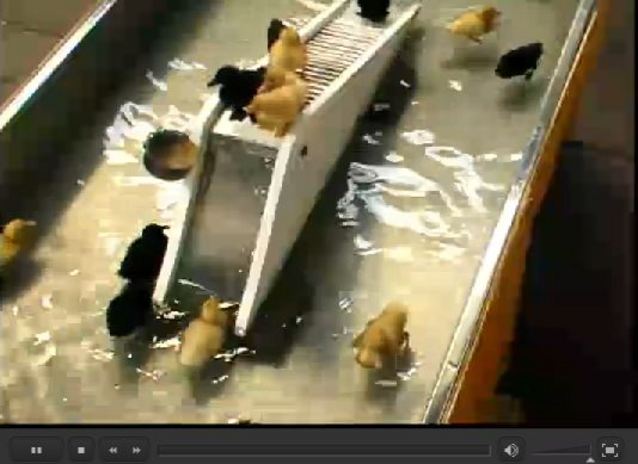 live cam på cam duckling live cam på cam duckling
