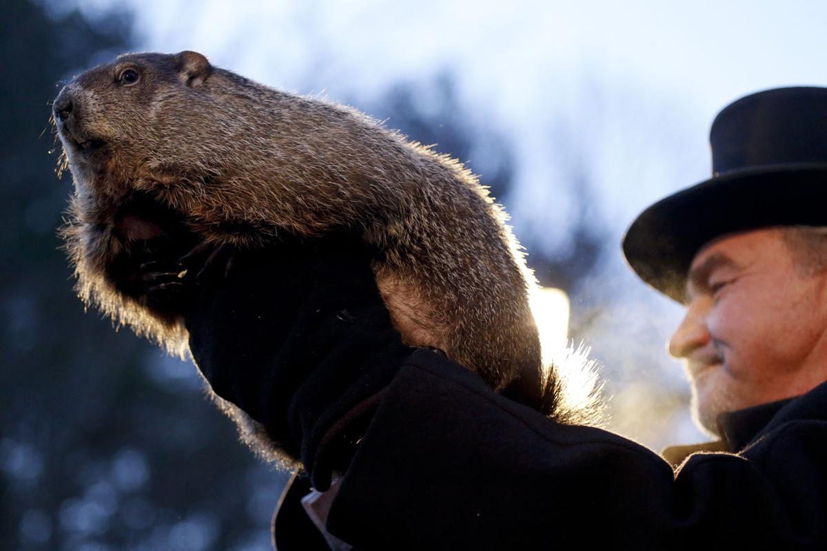 groundhog day homeless groundhog day punxsutawney phil octoraro orphie see groundhog day homeless groundhog day punxsutawney phil octoraro orphie see