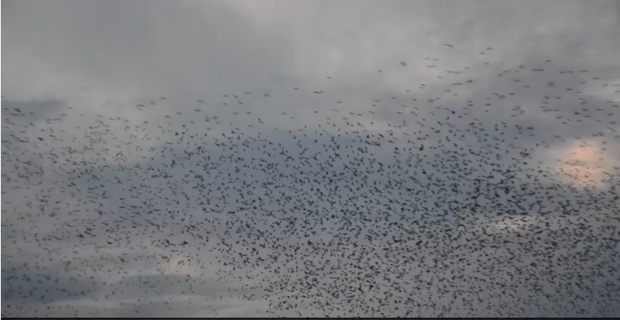 Watch: Why are thousands of black birds swarming in waves near Rockvale