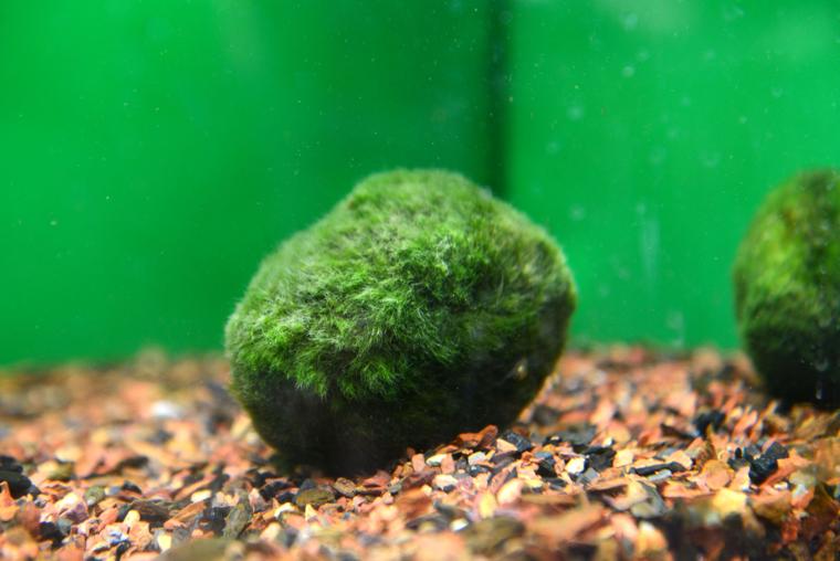 Marimo moss balls Great balls of algae for your underwater terrarium