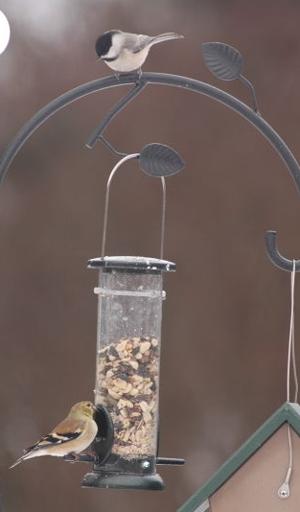 raise your binoculars to the great backyard bird count raise your binoculars to the great backyard bird count