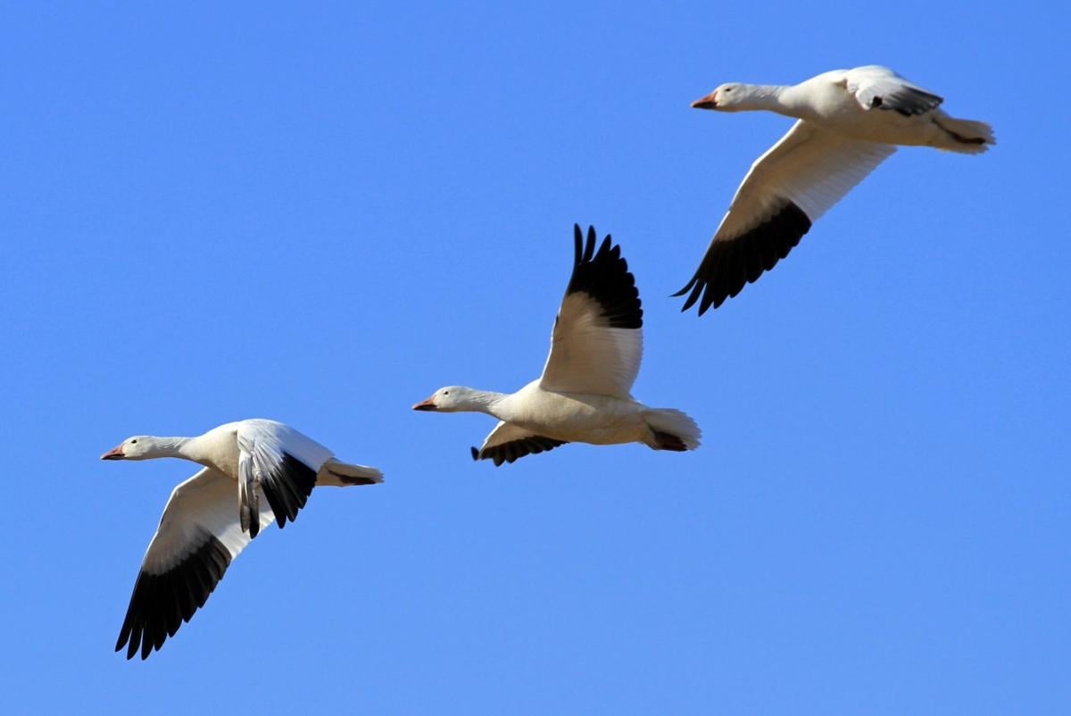 5 cool facts about snow geese | Local News ...