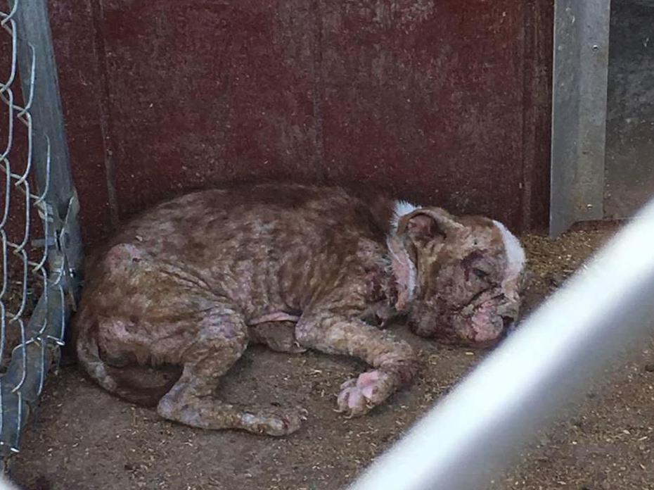 puppy mills in lancaster pa rescued puppy libre will appear at harrisburg premier of puppy mill documentary puppy mills in lancaster pa rescued puppy libre will appear at harrisburg premier of puppy mill documentary