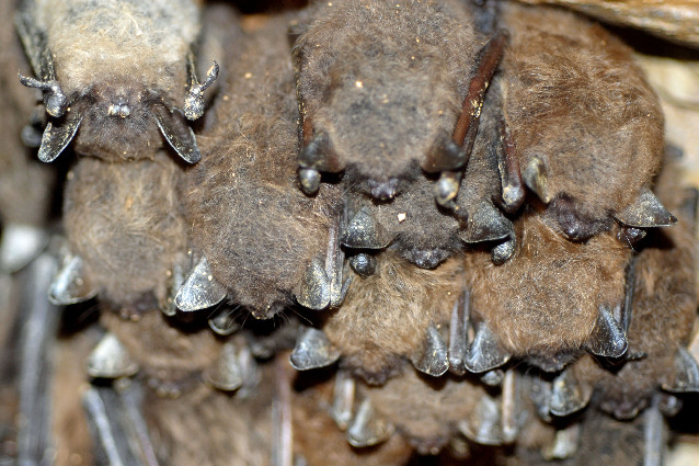 outdoors pennsylvania s bats doomed news outdoors pennsylvania s bats doomed news