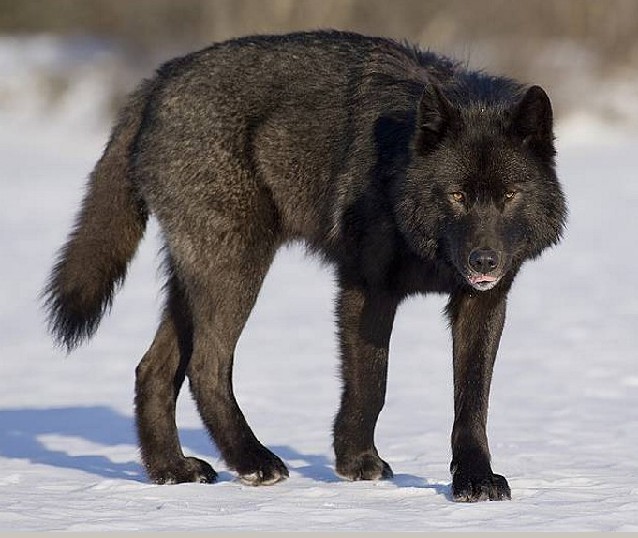 Ex County Man Shot Wolf 2 Bears In Alaska News