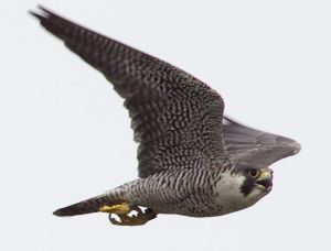 eagle cam not enough harrisburg s falcon cam now ready to eagle cam not enough harrisburg s falcon cam now ready to