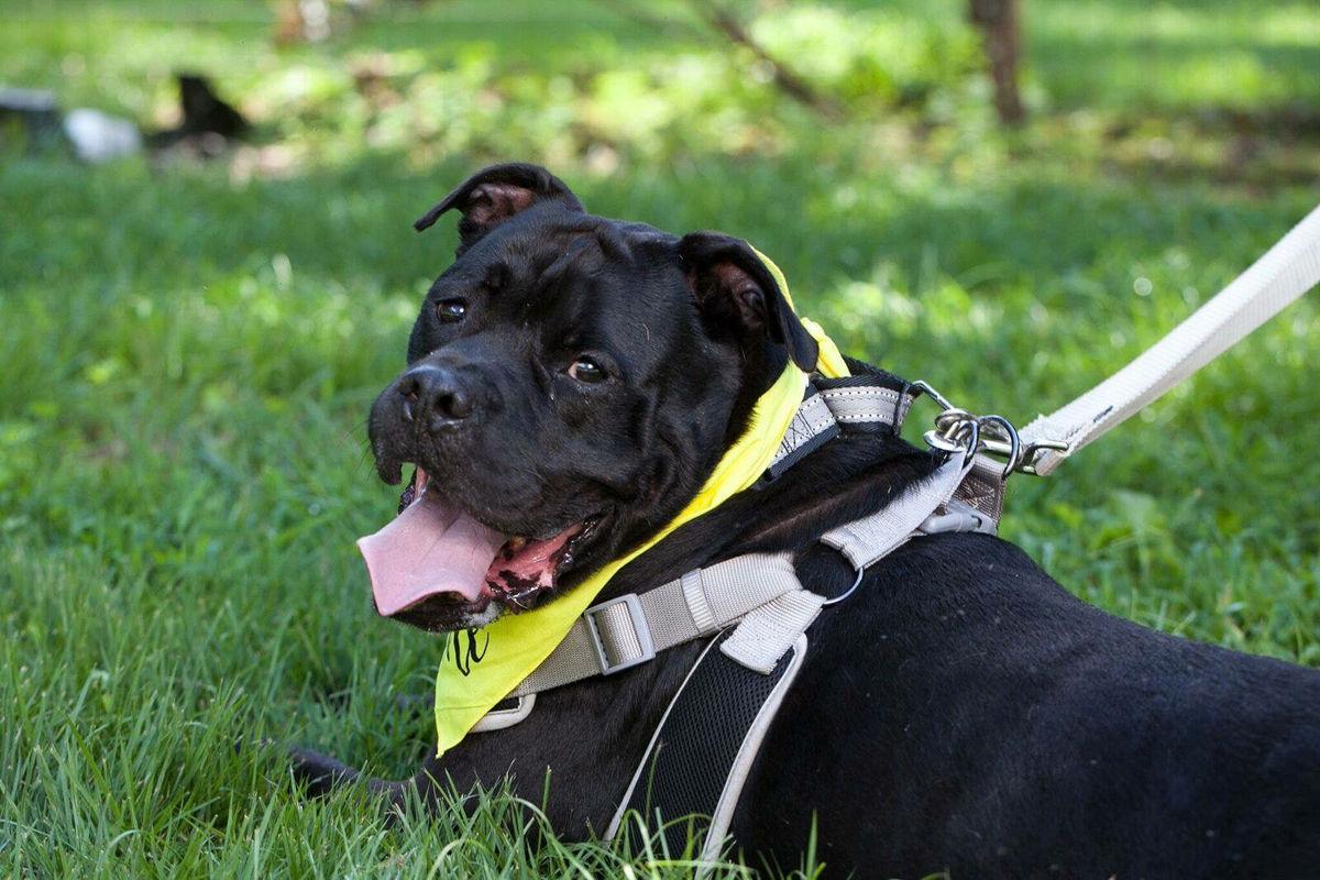 lap dog, moose is a 5-year-old house-trained mastiff/bull dog mix who is