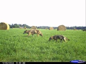 This photo was taken with a trail camera one-half mile west of the Heimark farm.