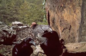 Plight of the Condors