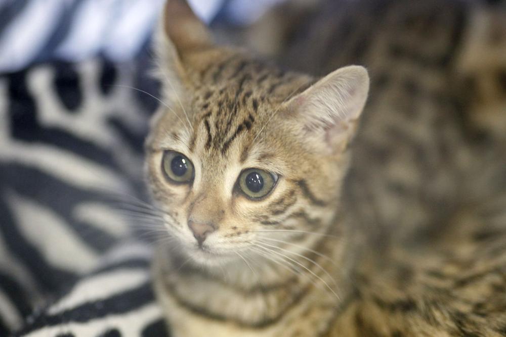 PHOTOS A beeline for felines at the 40th Annual East of Eden Cat