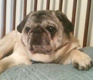 milo the pug milo the pug recovered from pneumonia leader publications gallery milo the pug milo the pug recovered from pneumonia leader publications gallery