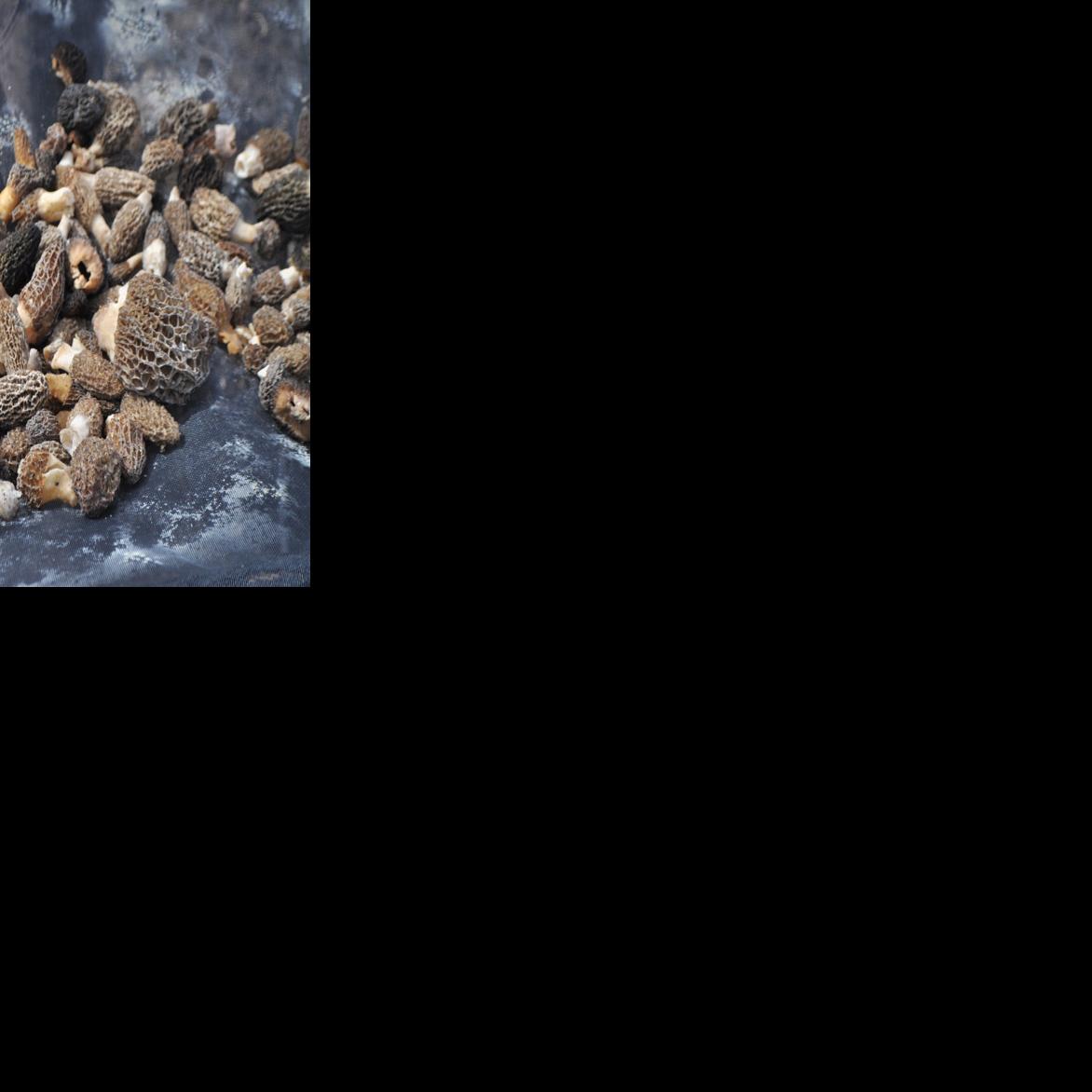 Entrepreneur hopes to sell Alaska's abundant morels Outside - Fairbanks Daily News-Miner