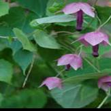 How to sow rhodochiton (and anything else) in your Alaska garden - Fairbanks Daily News-Miner