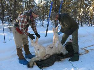 South Fork Wolf