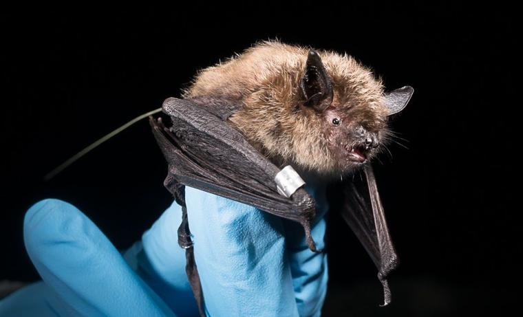 Yuma Myotis: Alaska's new bat - Fairbanks Daily News-Miner