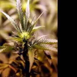 Governor says he will keep balance on Alaska marijuana board - Fairbanks Daily News-Miner