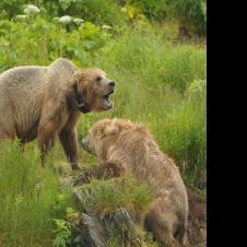 Lawsuits, Congress challenge Alaska predator hunting restrictions - Fairbanks Daily News-Miner