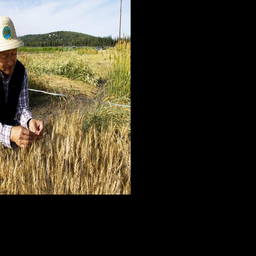 The quest for an Alaska-grown wheat | Community Features ... - Fairbanks Daily News-Miner