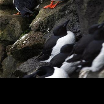 Alaska scientist blames toxins for 2016 puffin die-off - Fairbanks Daily News-Miner