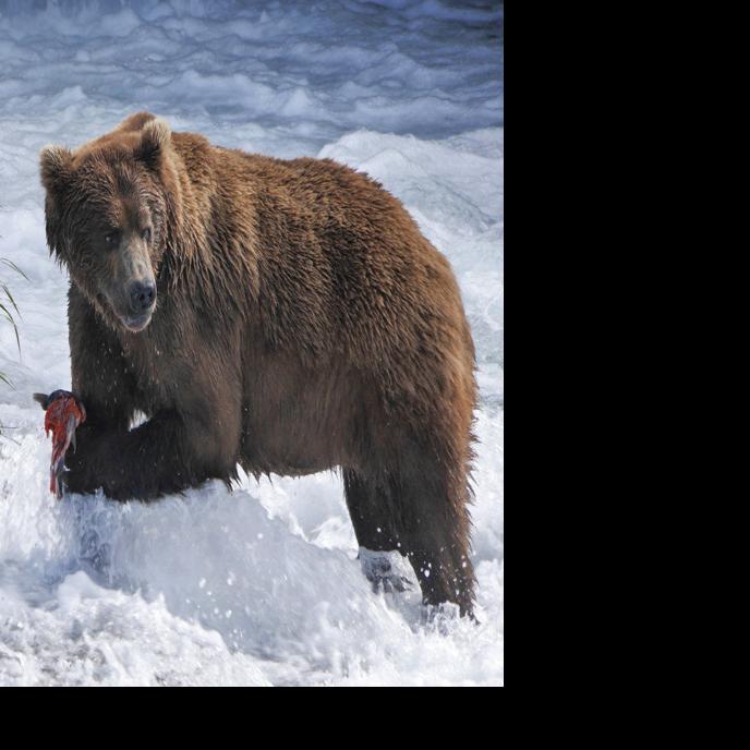 PBS airing live nature special from Alaska this summer - Fairbanks Daily News-Miner