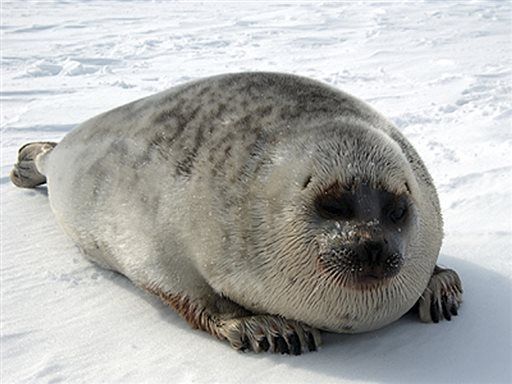 Agency proposes critical habitat for ringed seals off Alaska coast - Fairbanks Daily News-Miner