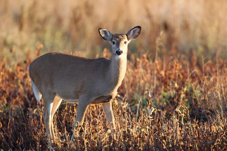 MDC's antlerless deer permits shrink in 12 Missouri counties Outdoors