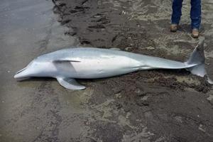 Officials offering $20,000 reward for info about dolphin found shot dead in Cameron Parish