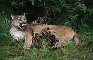 Large mountain lion spotted in LaFayette neighborhood - : News