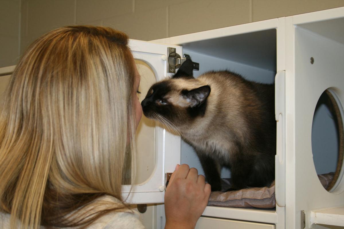 paws overloaded, waives adoption fees | local news | northwest