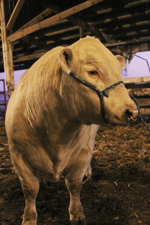 Students raise prize winning bull Northwest Missourian News