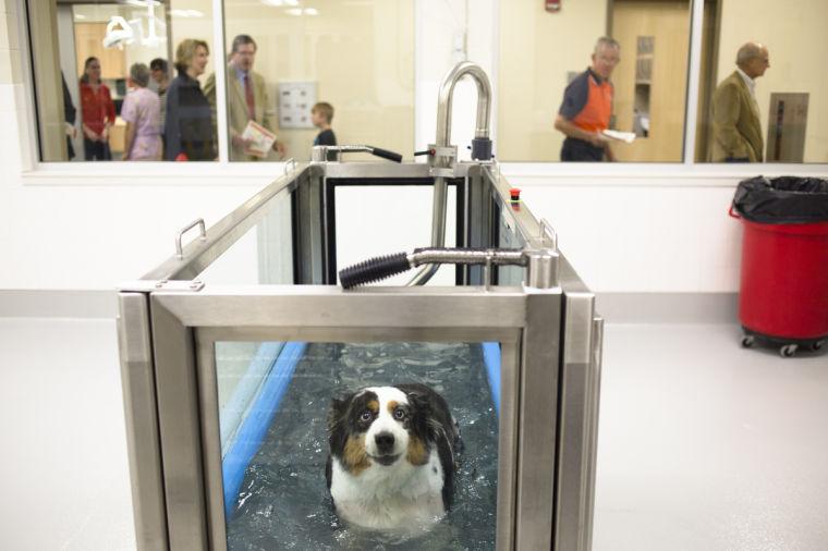 Wilford And Kate Bailey Small Animal Teaching Hospital