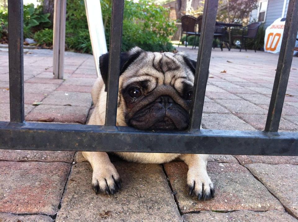 Best dog breeds for college students Blogs