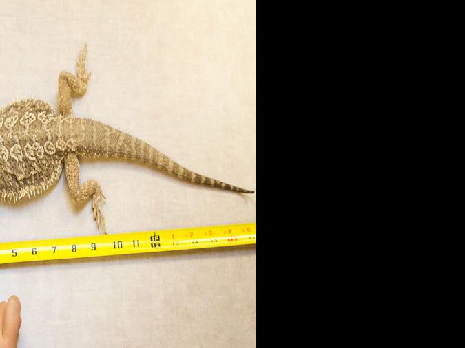 Bearded dragons, hermit crabs in classroom offer kids realworld