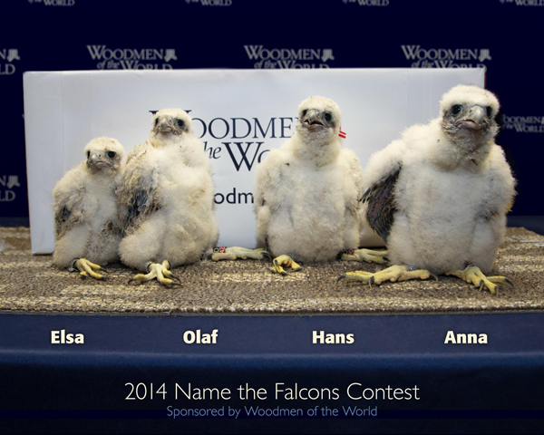 woodmen tower falcon chicks named after frozen woodmen tower falcon chicks named after frozen