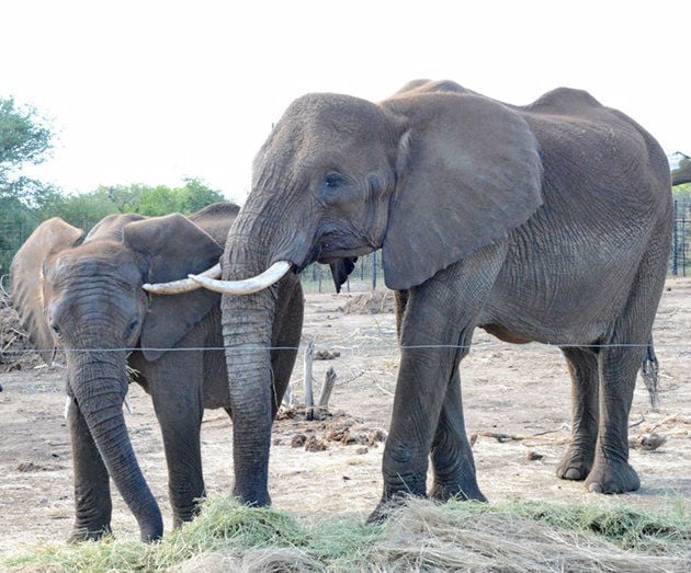 Swazi elephants coming to Omaha