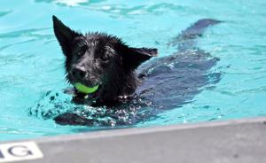 Papio Bay Dog Day Papio Bay Dog Day