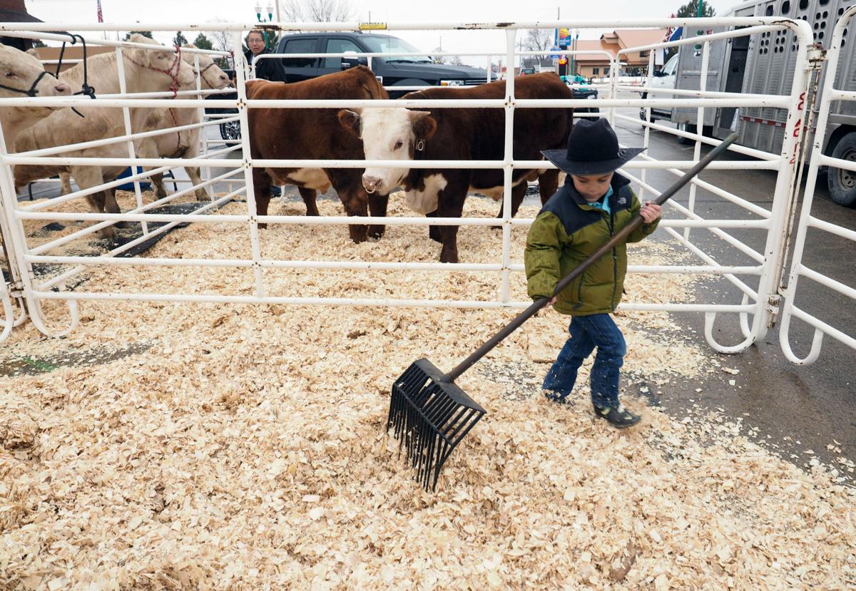 Valentine turns Main Street into stockyard for annual bull ...