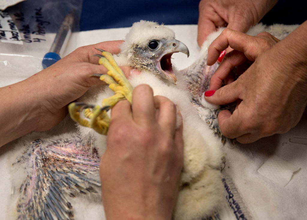 having a heyday newest falcon chicks at woodmen tower having a heyday newest falcon chicks at woodmen tower